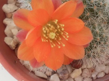 rebutia simoniana