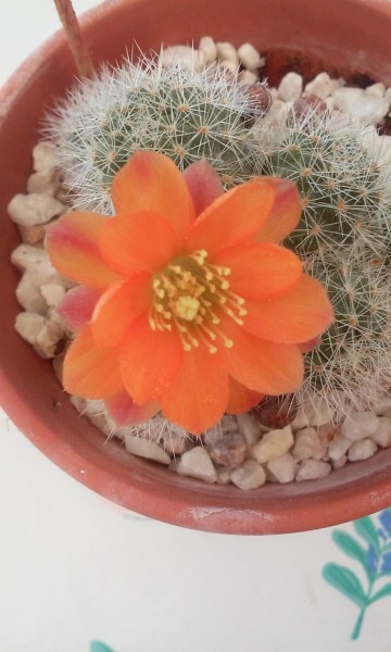 rebutia simoniana