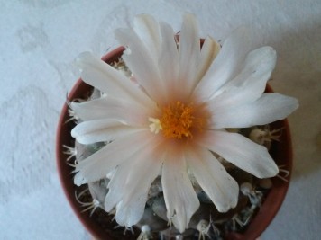 turbinicarpus lophophoroides