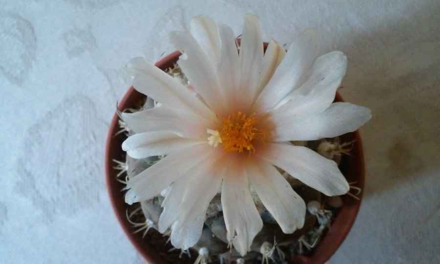 turbinicarpus lophophoroides