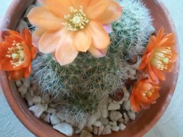 rebutia simoniana