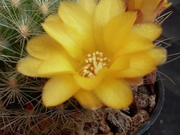 Sulcorebutia glomeriseta