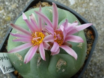 Lophophora koehresii