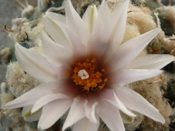 Turbinicarpus lophophoroides