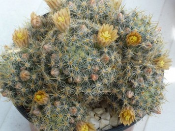 Mammillaria prolifera