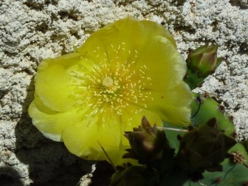 opuntia humifusa