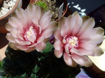 Gymnocalycium Baldianum sp rose