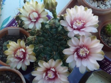 Gymnocalycium Baldianum sp rose