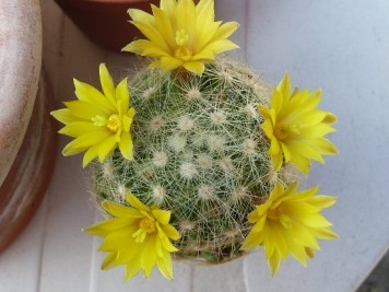 Mammillaria Baumii