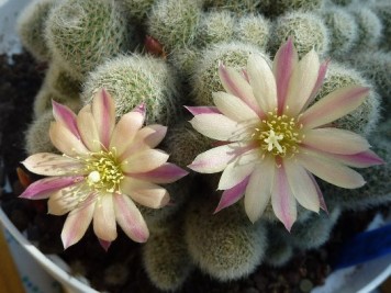 Rebutia Albiflora CV Sunrise