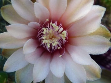 Gymnocalycium Baldianum sp rose