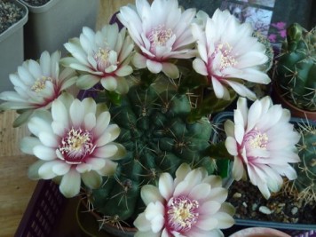 Gymnocalycium Baldianum rose