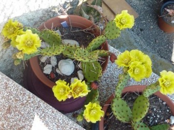 Opuntia humifusa