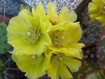 Opuntia humifusa