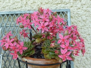 Graptopetalum bellum