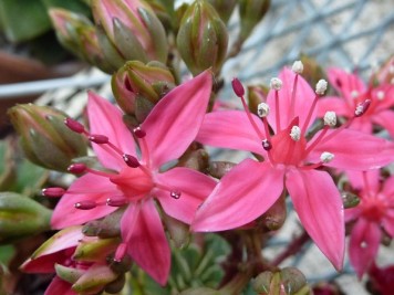 Graptopetalum bellum