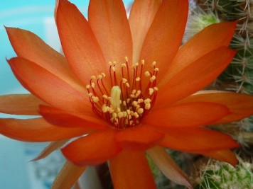 X Chamaelobivia grandiflora