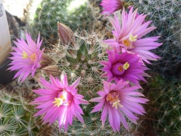 Mammillaria meridiorosei W DC531