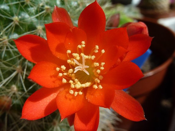 Rebutia wessneriana