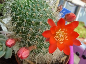 Rebutia wessneriana