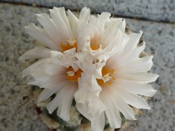 Turbinicarpus lophophoroides