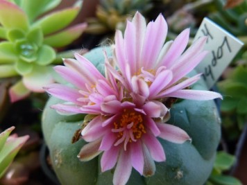 Lophophora koehresii