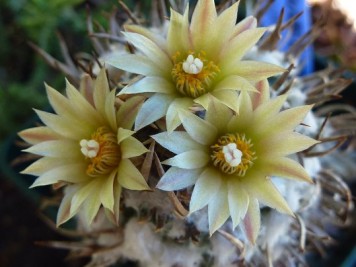 turbinicarpus flaviflorus