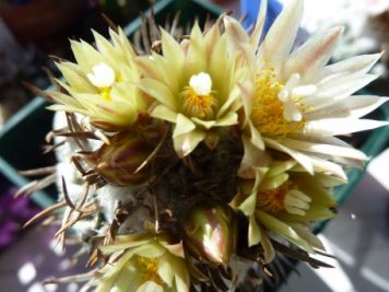 Turbinicarpus flaviflorus