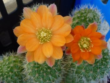 Rebutia simoniana