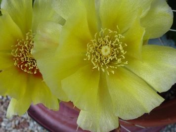 Opuntia humifusa