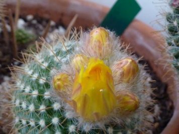 Parodia microsperma