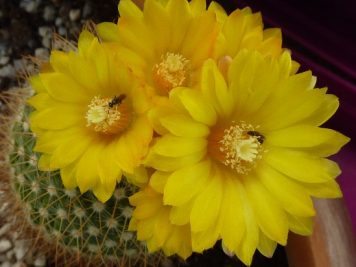 Parodia microsperma