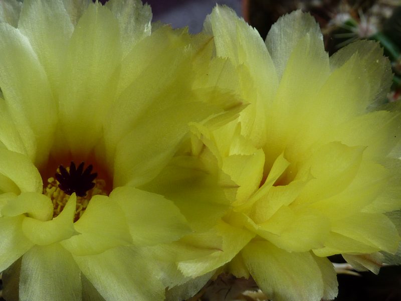 Notocactus mammulosus ssp submammulosus