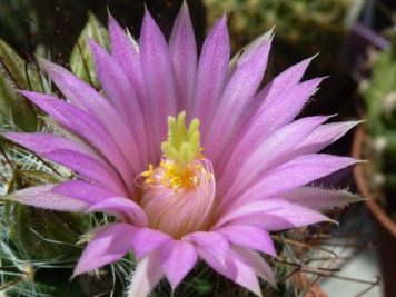 Mammillaria meridiorosei W DC531