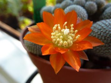 Rebutia heliosa