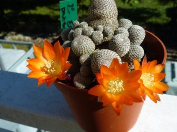 Rebutia heliosa