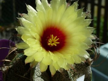 Astrophytum capricorne v major