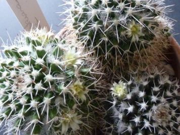 Mammillaria karwinskiana nejapensis