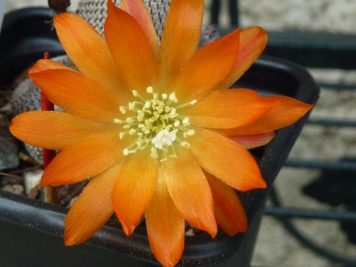 Rebutia heliosa