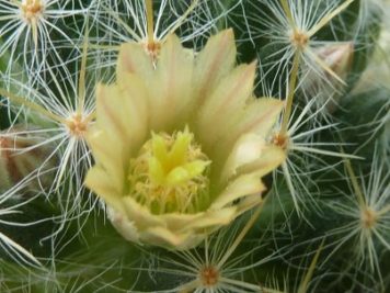 Mammillaria prolifera