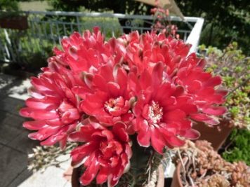 Gymnocalycium baldianum rouge 1