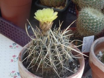 Notocactus mammulosus ssp submammulosus