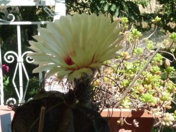 Astrophytum capricorne v major