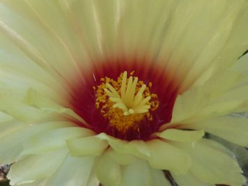 Astrophytum capricorne v major