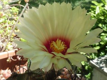 Astrophytum capricorne v major