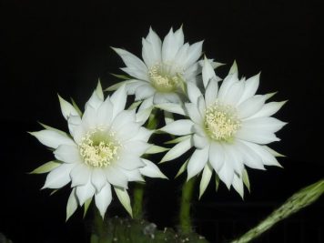 echinopsis subdenudata