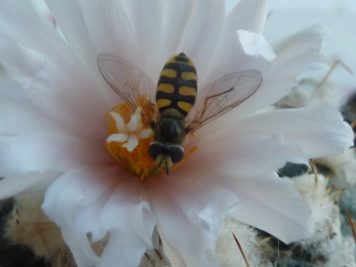 Turbinicarpus lophophoroïdes