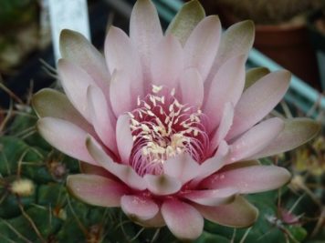 Gymnocalycium Baldianum sp rose