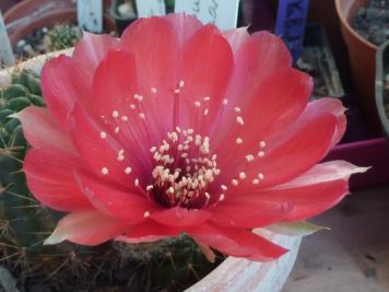 Echinopsis sp de vallegrande