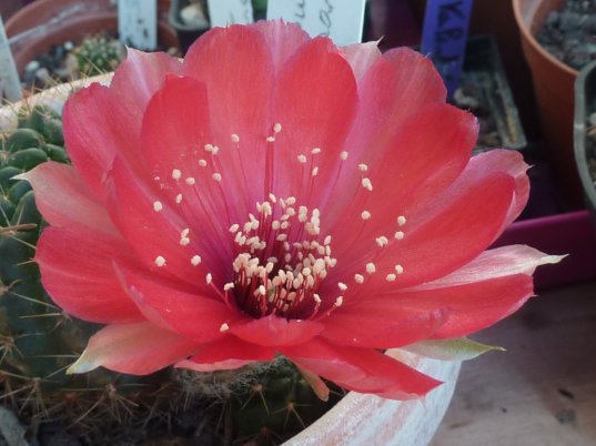 Echinopsis sp de vallegrande